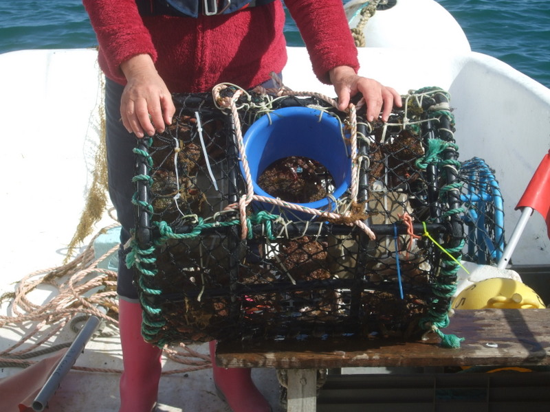 Pêche d'araignées de mer.