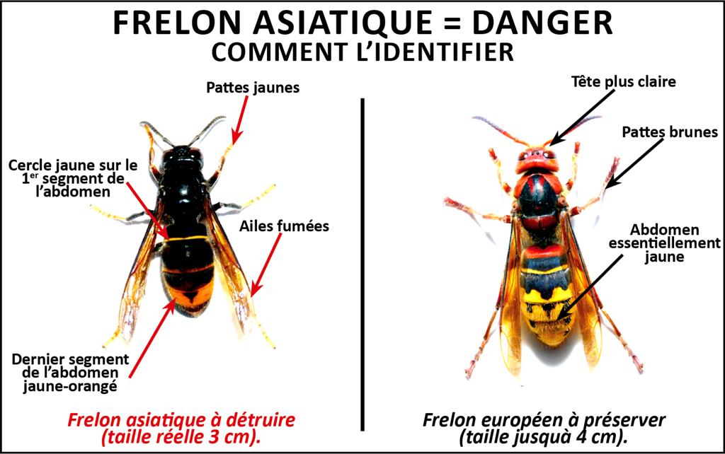 Frelon asiatiques