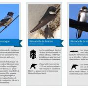 Les differentes hirondelles